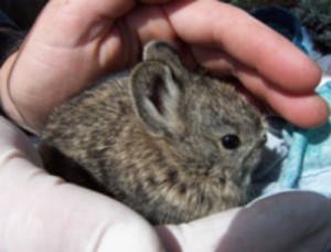 PygmyRabbit
