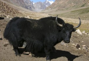 Yak