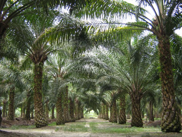 Drones Will Combat Illegal Palm Oil in Malayasia