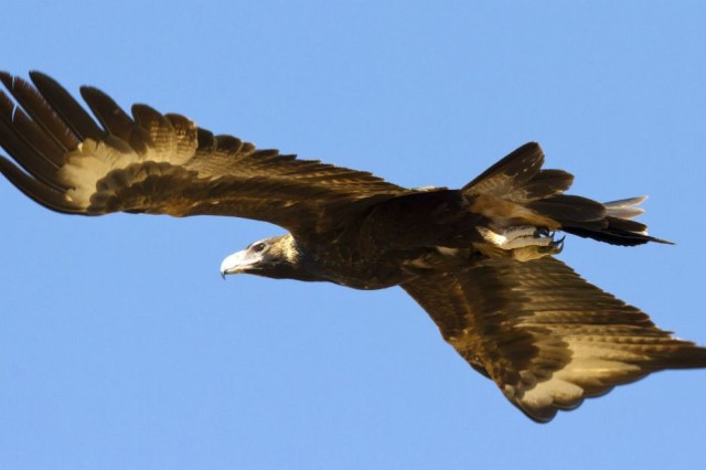 wedge-tail-eagle