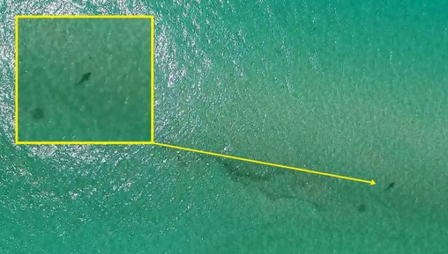 sentinel-shark-detection-drone